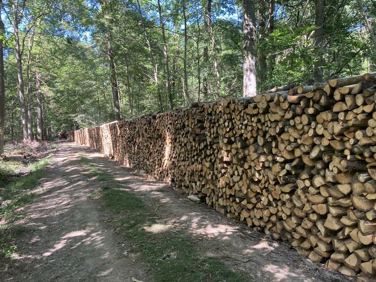 Longue allée de stères de bois de chauffage empilés en forêt de Seine-et-Marne